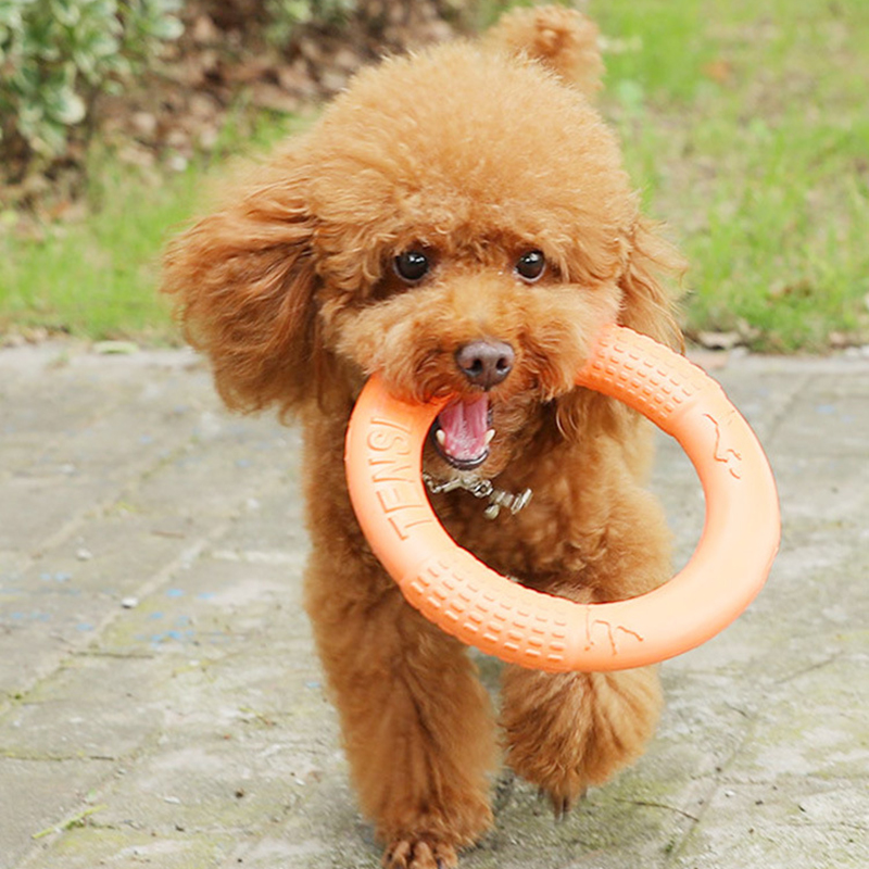 1 ، ألعاب كلاب برتقالية اللون  - مراجعة Flying Disc Dog Training Toy وسعره