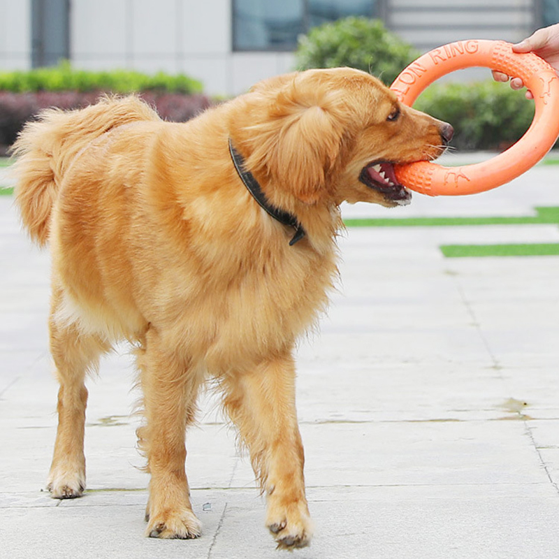 1 ، ألعاب كلاب برتقالية اللون  - مراجعة Flying Disc Dog Training Toy وسعره