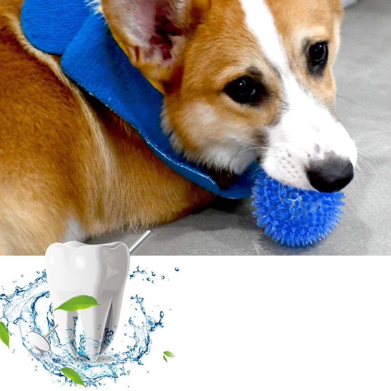 كرة لعبة الحيوانات الأليفة للق - مراجعة Interactive Squeaky Plush Dog Toy وسعره