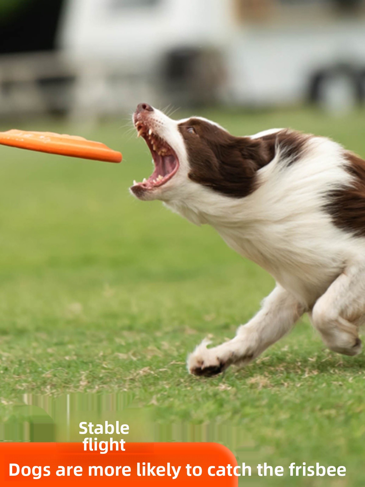 قرص طائر للكلاب ناعم ومتين ومق - مراجعة Flying Disc Dog Training Toy وسعره