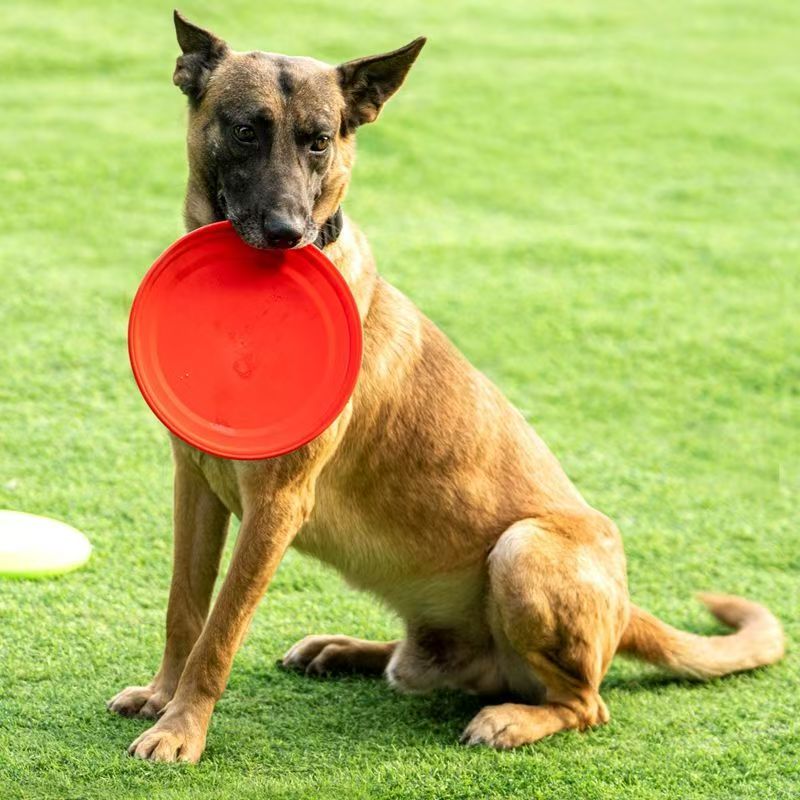 فريسبي بلاستيكي صلب للكلاب بتص - مراجعة Flying Disc Dog Training Toy وسعره