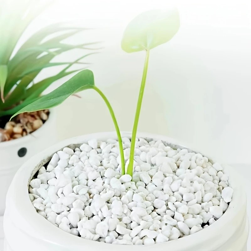 1L عالية الجودة بيرلايت السحلي - مراجعة Pet Beds وسعره