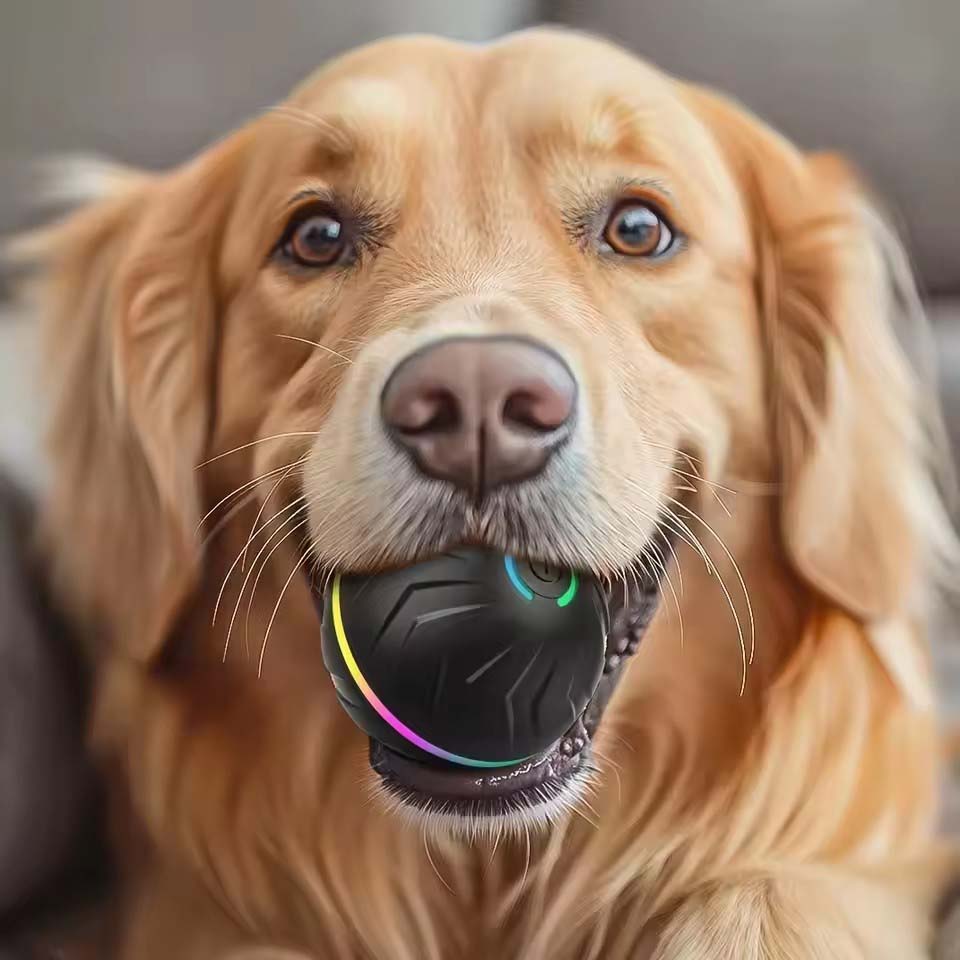 كرات ألعاب ذكية تفاعلية للكلاب - مراجعة Automatic Moving Dog Ball وسعره