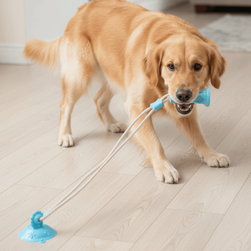 لعبة كلاب مقاومة للعض مع كأس ش - مراجعة Suction Cup Dog Tug Toy وسعره