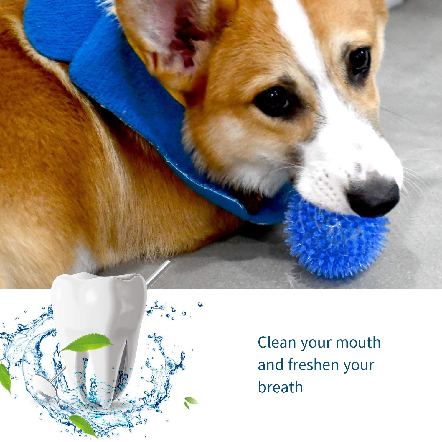 ألعاب الكلاب لعبة الصوت كرة نط - مراجعة Suction Cup Dog Tug Toy وسعره