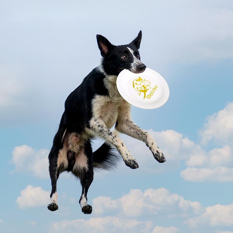 ألعاب قرص طائر مقاوم للدغة من  - مراجعة Flying Disc Dog Training Toy وسعره