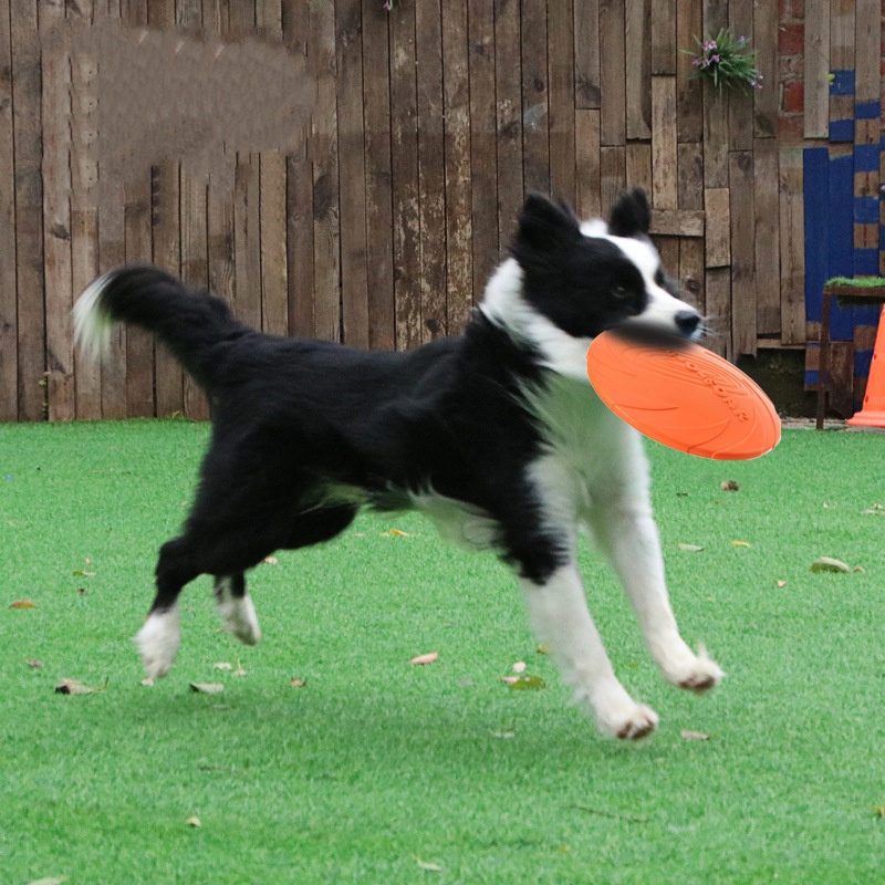 لعبة الصحن الطائر من السيليكون - مراجعة Flying Disc Dog Training Toy وسعره