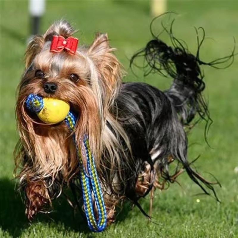 لعبة مضغ مطاطية للكلاب غير قاب - مراجعة Indestructible Dog Chew Toy وسعره