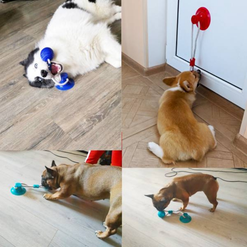 لعبة شفط متينة للكلاب، كرة مضغ - مراجعة Suction Cup Dog Tug Toy وسعره