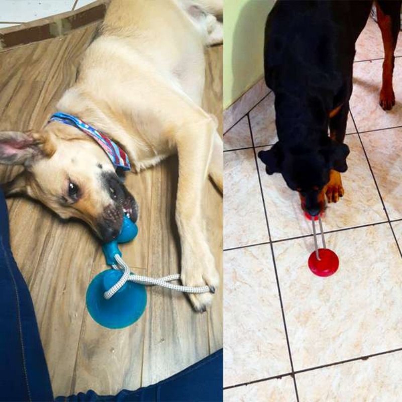 لعبة شفط متينة للكلاب، كرة مضغ - مراجعة Suction Cup Dog Tug Toy وسعره