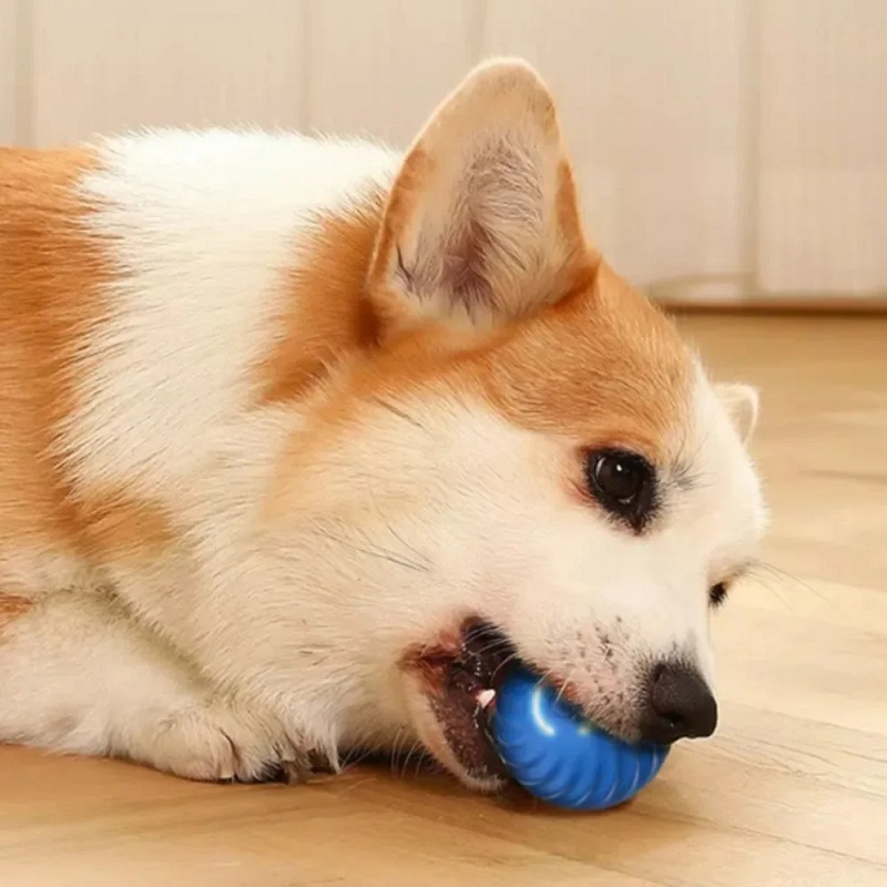 كرة لعبة متحركة تلقائيًا للكلا - مراجعة Automatic Moving Dog Ball وسعره